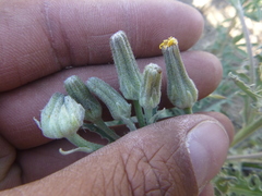 Crepis occidentalis