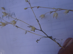 Polemonium micranthum