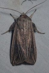Mythimna riparia