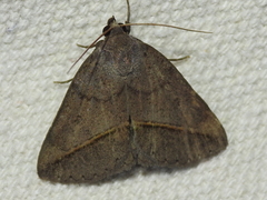 Argyrostrotis flavistriaria