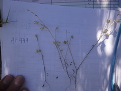 Polemonium micranthum