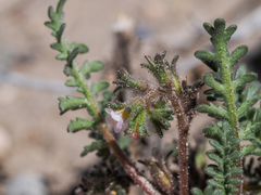 Phacelia glandulifera