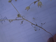 Polemonium micranthum