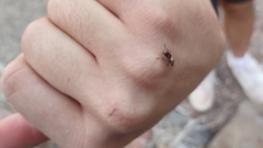 Dasymutilla monticola