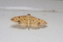 Herpetogramma cynaralis