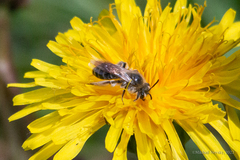 Andrena ventralis