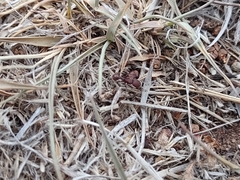 Pogonomyrmex huachucanus
