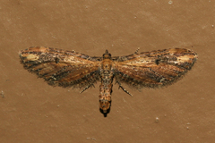 Eupithecia subapicata