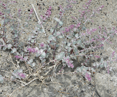 Atriplex parryi