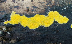 Phlebiodontia subochracea