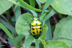 Chrysocoris patricius