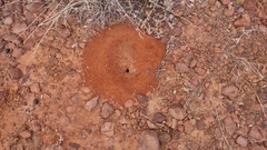 Myrmecocystus melliger