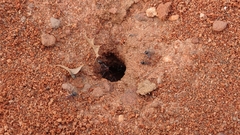 Myrmecocystus melliger