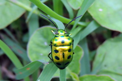 Chrysocoris patricius