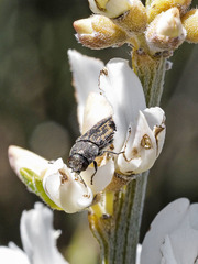 Acmaeodera cisti