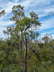 Angophora robur