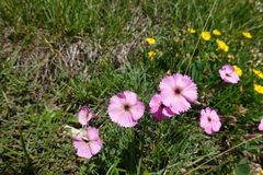 Dianthus saxicola