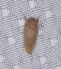 Polana quadrinotata