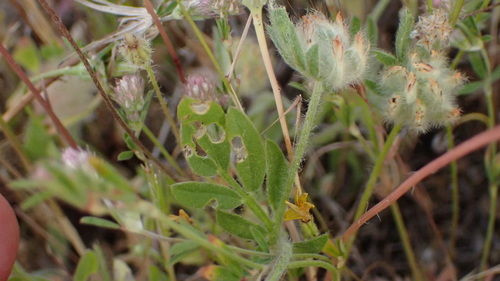 Anthyllis cornicina (Anthyllis cornicina)