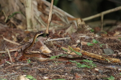 Dendrophidion percarinatum
