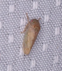 Polana quadrinotata