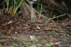 Dendrophidion percarinatum