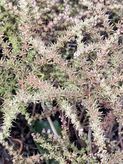 Sedum pulchellum