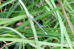 Pseudagrion decorum