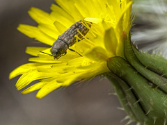 Acmaeodera cisti