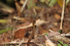 Dendrophidion percarinatum