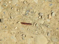 Pseudopolydesmus canadensis