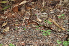 Dendrophidion percarinatum