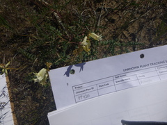 Astragalus curvicarpus