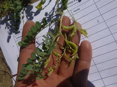 Astragalus curvicarpus