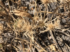 Eryngium aristulatum