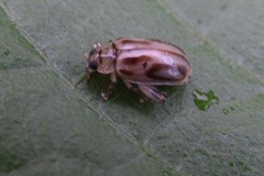 Walterianella oculata