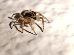 Menemerus semilimbatus