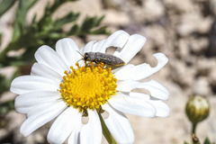 Acmaeodera cisti