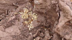 Temnothorax rugatulus