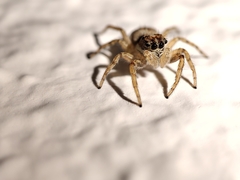 Menemerus semilimbatus