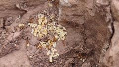 Temnothorax rugatulus