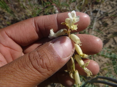 Astragalus curvicarpus
