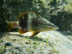Serranus papilionaceus