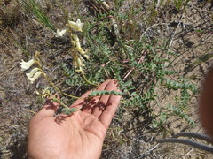 Astragalus curvicarpus