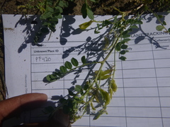 Astragalus curvicarpus