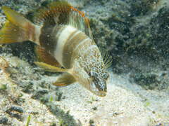 Serranus papilionaceus