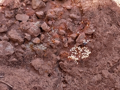 Lasius sitiens