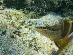 Serranus papilionaceus