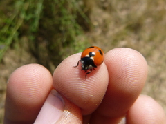 Coccinella magnifica
