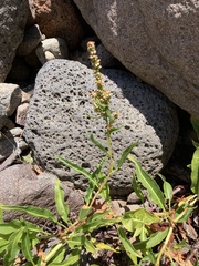 Rumex californicus